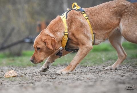 Neues Angebot der Hundeschule